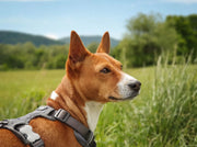 Red Dingo Padded Grey Dog Harness