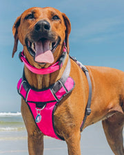 Red Dingo Padded Hot Pink Dog Harness