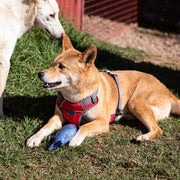 Red Dingo Padded Red Dog Harness