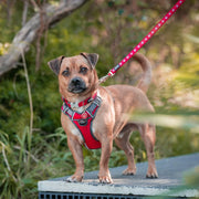 Red Dingo Padded Red Dog Harness