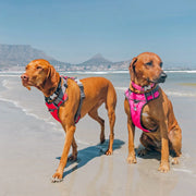 Red Dingo Padded Red Dog Harness