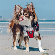 Red Dingo Padded Red Dog Harness