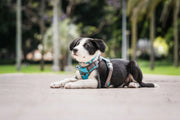 Red Dingo Padded Turquoise Dog Harness