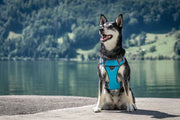 Red Dingo Padded Turquoise Dog Harness