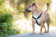 Red Dingo Classic Dog Harness
