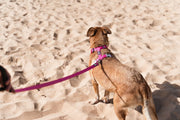 Red Dingo Classic Dog Lead