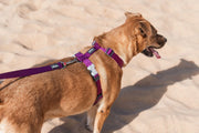 Red Dingo Classic Dog Lead