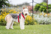 Red Dingo Classic Dog Harness