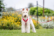 Red Dingo Classic Dog Harness