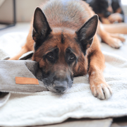 Ralph & Co Lincoln Luxury Washable Tweed Dog Blanket