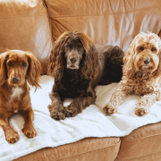 Ralph & Co Lincoln Luxury Washable Tweed Dog Blanket