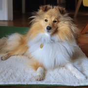 Ralph & Co Richmond Luxury Washable Green Dog Blanket