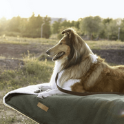 Ralph & Co Richmond Luxury Washable Green Dog Blanket