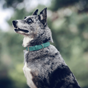 Ralph & Co Duck Egg Blue Leather Dog Collar