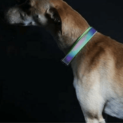 Go Walk LED Reflective Rainbow Collar