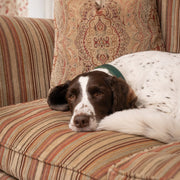 Ralph & Co Green Leather Dog Collar