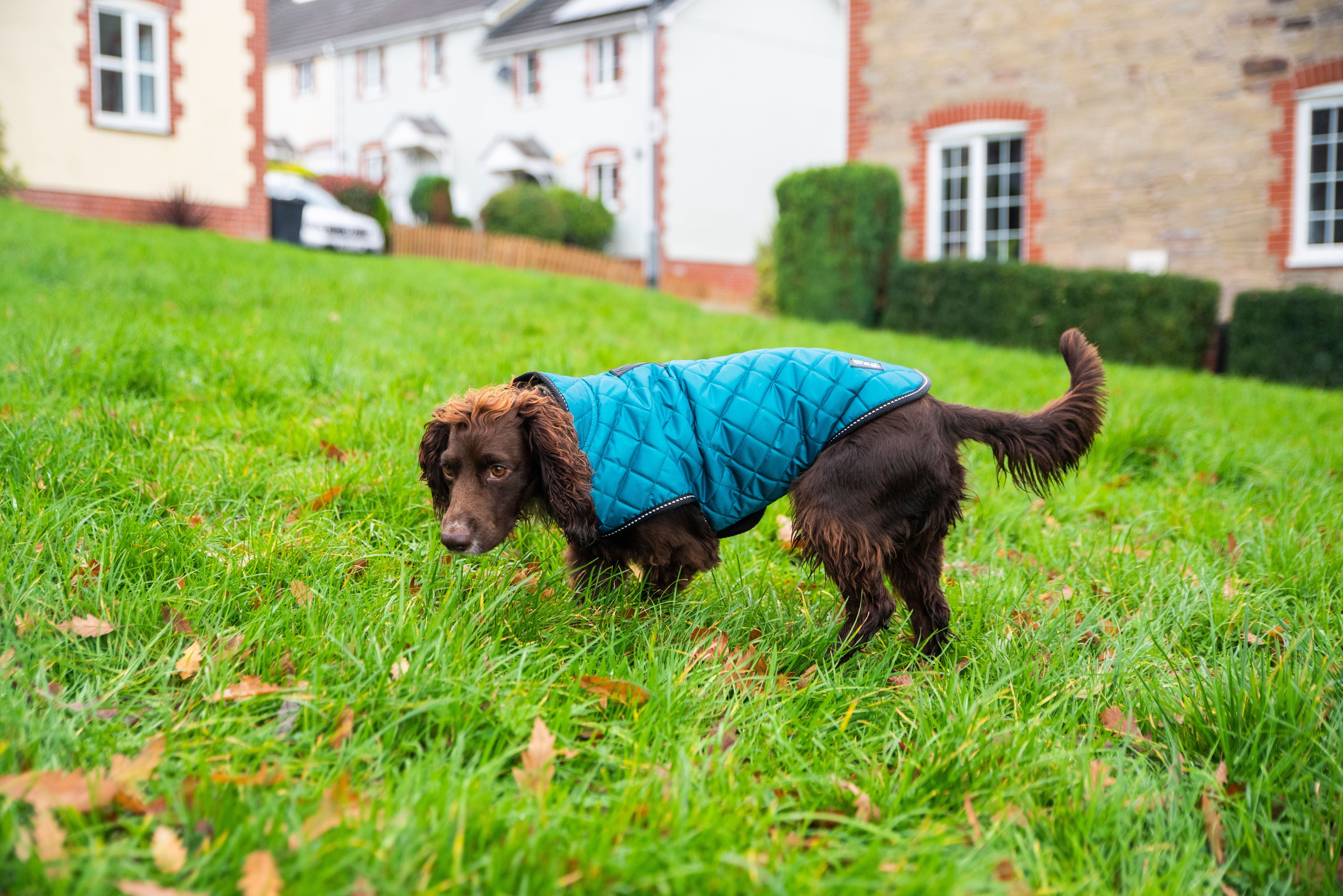 Henry Wag Teal Quilted Dog Jacket