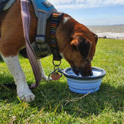 Henry Wag Collapsible Travel Bowl Blue