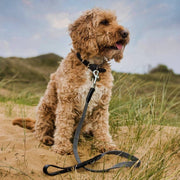 Ralph & Co Herringbone & Leather Collar - Balmoral