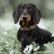 Ralph & Co Lincoln Herringbone & Leather Collar