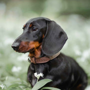 Ralph & Co Lincoln Herringbone & Leather Collar