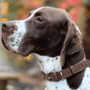 Ralph & Co Lincoln Herringbone & Leather Collar