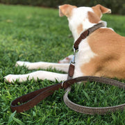 Ralph & Co Herringbone & Leather Lead - Lincoln