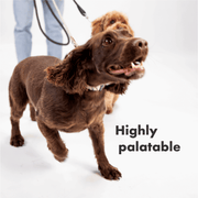 DotDotPet Multifit Dog