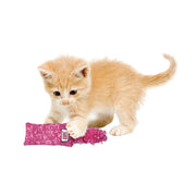 Kitten Starter Pack