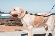 Red Dingo Stripe Dog Lead