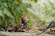 Red Dingo Stripe Dog Lead