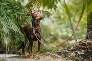 Red Dingo Reflective Bones Dog Lead