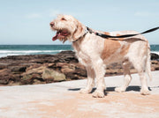 Red Dingo Classic Dog Lead