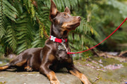 Red Dingo Classic Dog Lead