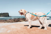 Red Dingo Classic Dog Lead
