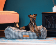 Ralph & Co Luxury Tweed Houndstooth Bolster Bed