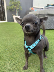 Otterly Lovely XXXS Puppy Harness