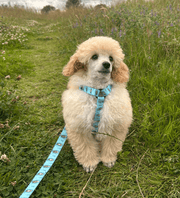 Otterly Lovely XXXS Puppy Harness