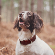 Ralph & Co Oxblood Red Leather Dog Collar