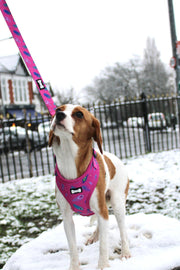 Peacock Power 5ft Dog Lead