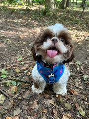 Power Peacock Step-In Adjustable Small Dog Harness