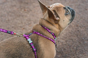 Red Dingo Breezy Love Puppy Kit Purple