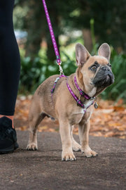 Red Dingo Breezy Love Puppy Kit Purple