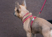 Red Dingo White Spots Puppy Kit Red