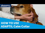 How to use ADAPTIL Collar