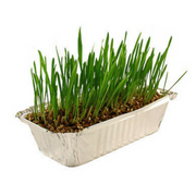 Catac Pussy Lawn Indoor Cat Grass