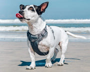 Red Dingo Padded Grey Dog Harness