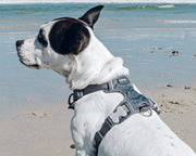 Red Dingo Padded Grey Dog Harness