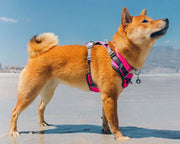 Red Dingo Padded Hot Pink Dog Harness