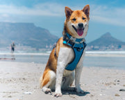Red Dingo Padded Turquoise Dog Harness
